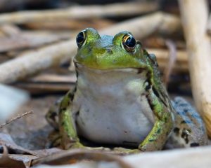 Feeling froggy at the Nature Center