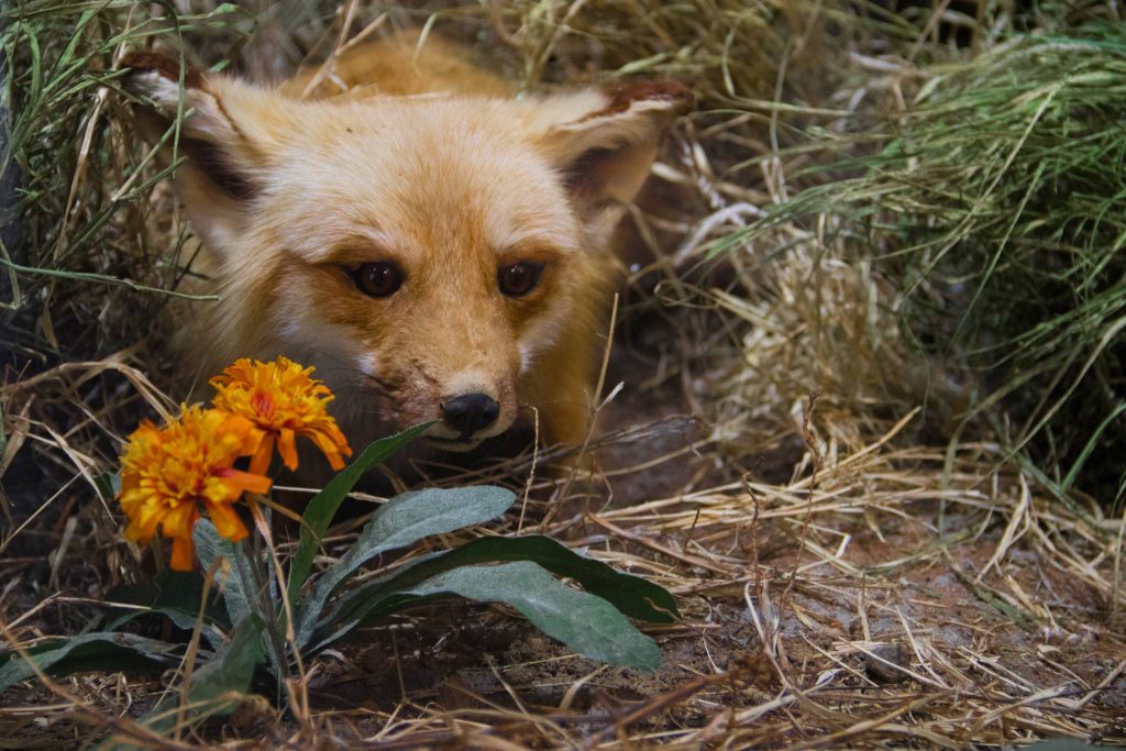 Fox outside at the Nicandri Nature Center Outdoor wildlife on display at Massena Nature Center