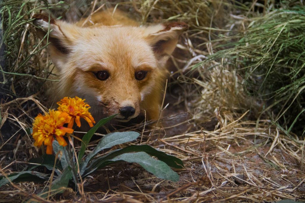 Outdoor wildlife on display at Massena Nature Center