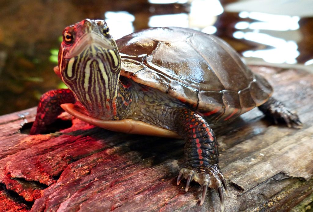 Turtle looking up at the Nicandri Nature Center