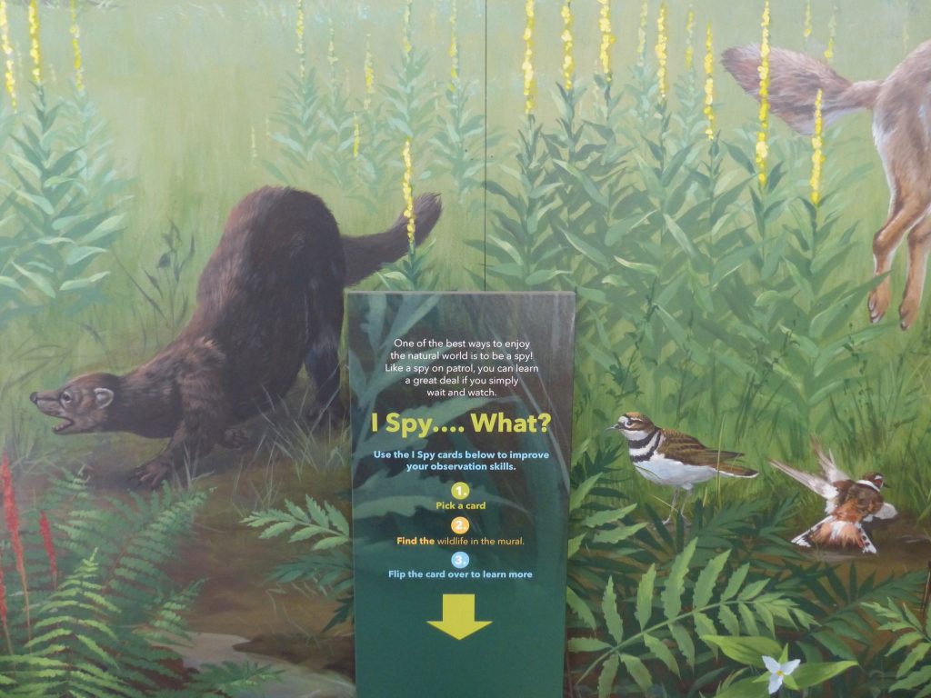 Nicandri Nature Center exhibit